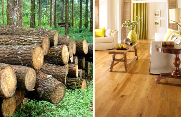 Các loại gỗ tự nhiên phổ biến